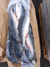 Горбуша неразд. СГ 