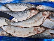 Сельдь Олюторская